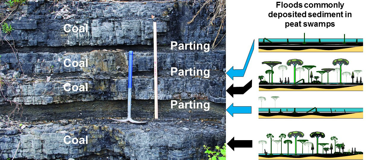 Coal seams commonly contain rock partings. Upper Elkhorn No. 3 coal bed, eastern Kentucky.